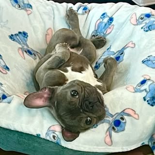 Tsukiko Bean the Tiny Frenchie