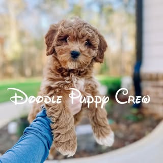 Doodle Puppy Crew - Cavapoochons