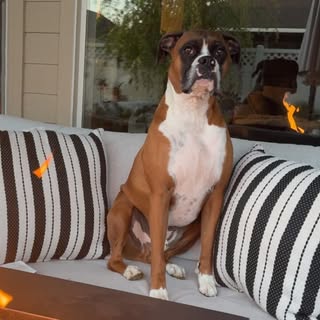Dutton Humpherys AKA Baby Dog