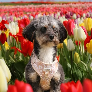 𝓢𝓪𝓶𝓶𝓲𝓮🐾