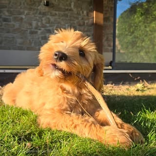 Flow the Cobberdog