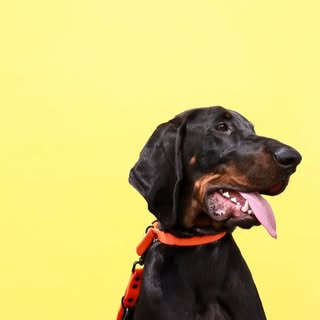 Oakley The Coonhound