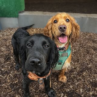 Harper & Winnie