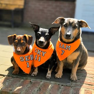 Sky, Sam & Seb | Jack Russells🐶