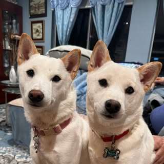 Kokoro & Lilo | Shiba Sisters