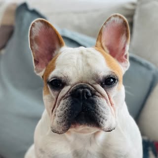 Loki 🐶 로키