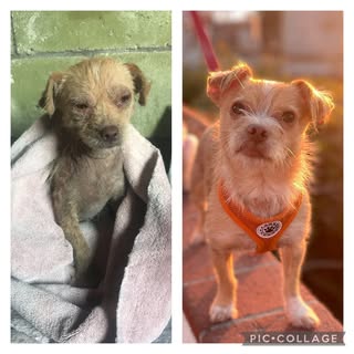 Soulshine Dog Rescue