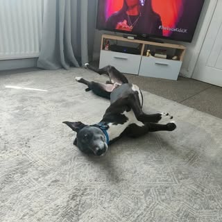 Vosa the lurcher