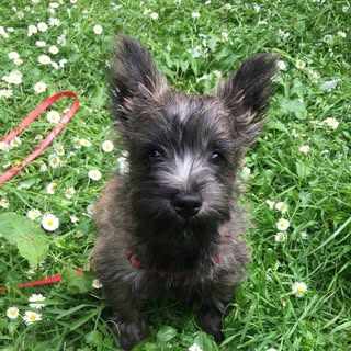 MooseTheNaughtyCairn