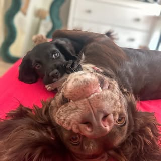 ᴀʀʟᴏ & ᴏᴅɪᴇ ᴀɴᴅ ᴍᴇᴍᴏʀɪᴇꜱ ᴏꜰ ᴇʀɴɪᴇ 🐾