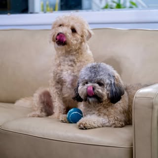 Milo & Lola