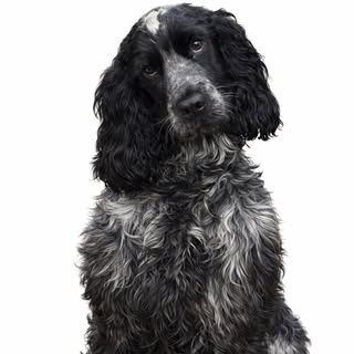 Engelse Cocker Spaniël Blauwschimmel