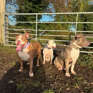 The Three Pawperteers