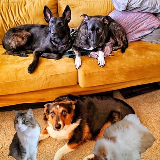 O'Malley, Roxie, Bop, Mochi, and Nova