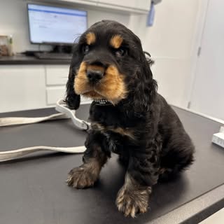 Rufus the Cocker Spaniel 🐾