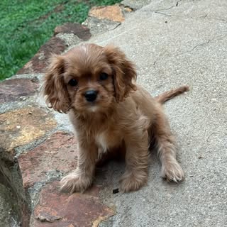 Mimi ✦ Ruby Cavalier Puppy ✦ 🌹