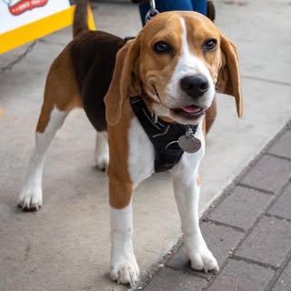 Henry Hound
