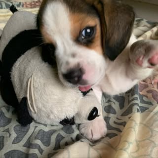 Bailey- The Beagle🐶