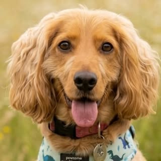 Dexter the Smoothie Cockapoo