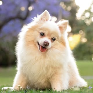 💗 SKITTLES: The Pom Chef (妹妹) 💗