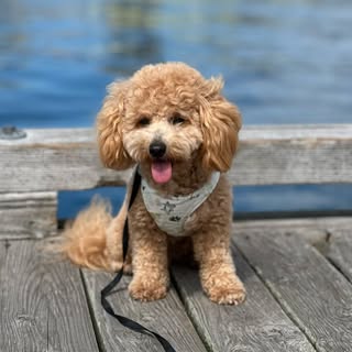 MilliethePoochon