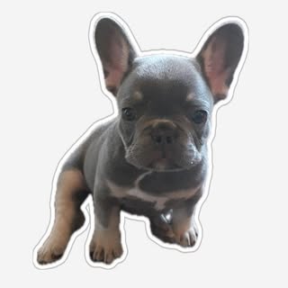 Rolo