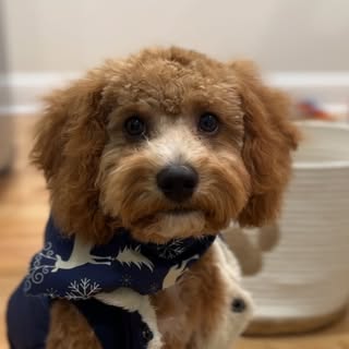 lifeofkobecavapoo