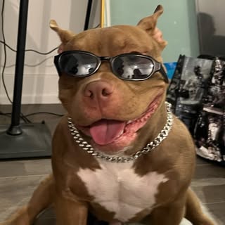 Pocket Bully Bortus