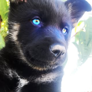 Lobo the King 🐺 👑