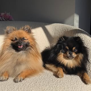 Bambi & Bentley | Mini Pomeranians 🤍