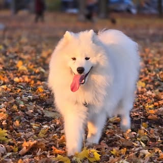 Snowy the Snowball
