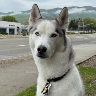 Zeus The Husky