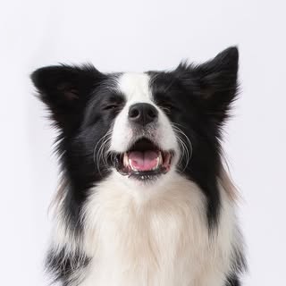 Fenway The Border Collie