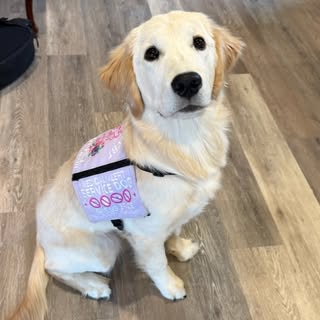 Chloey the service golden