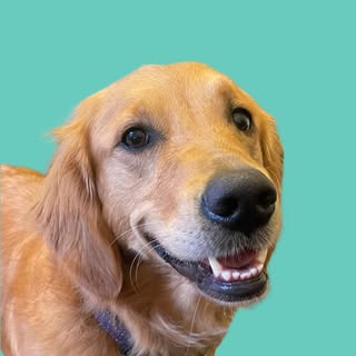 CRUMBLE THE GOLDEN GIRL ✨