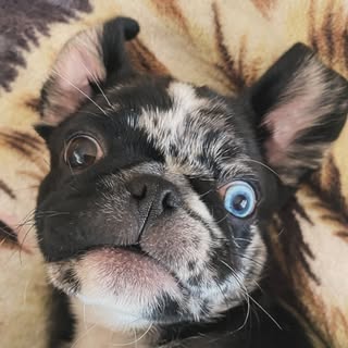 Harvey Dent ⚡️Two Face Pug