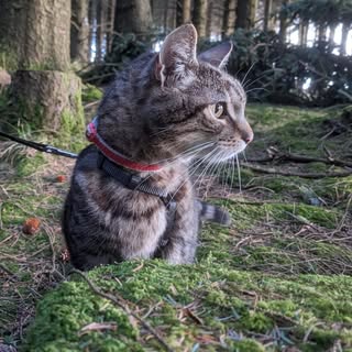 Rufus the Cat