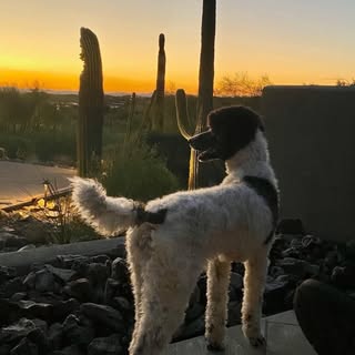 Arizona Poodle Rescue
