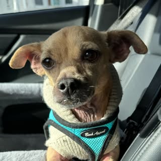 Adult, Senior & Hospice Dog Rescue