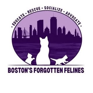 Boston's Forgotten Felines