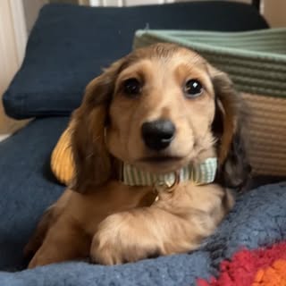 Dobbie J.