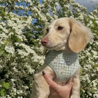 Margot The Miniature Dachshund