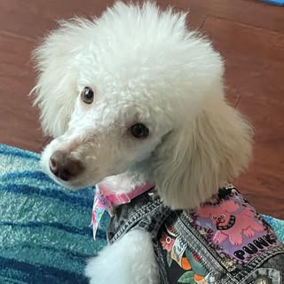Lenu the Poodle