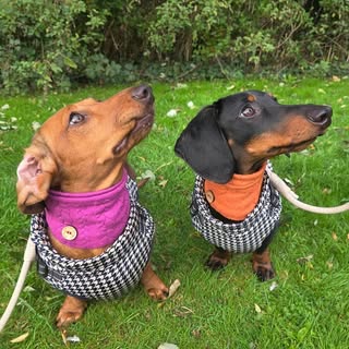 The adventures of Belle and Bert