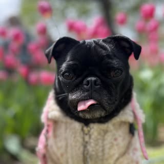 Audrey Hepburn Pug