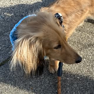 dusty_of_itsybitsydoxies