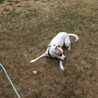 HoundofNY