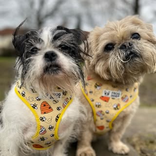 Chewie & Indy