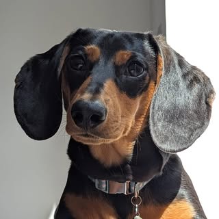 Merry the dachshund