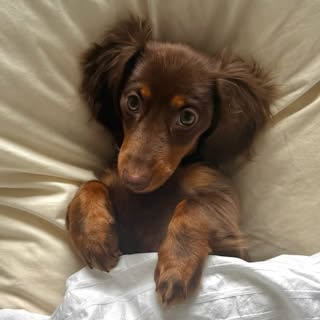 Pippa